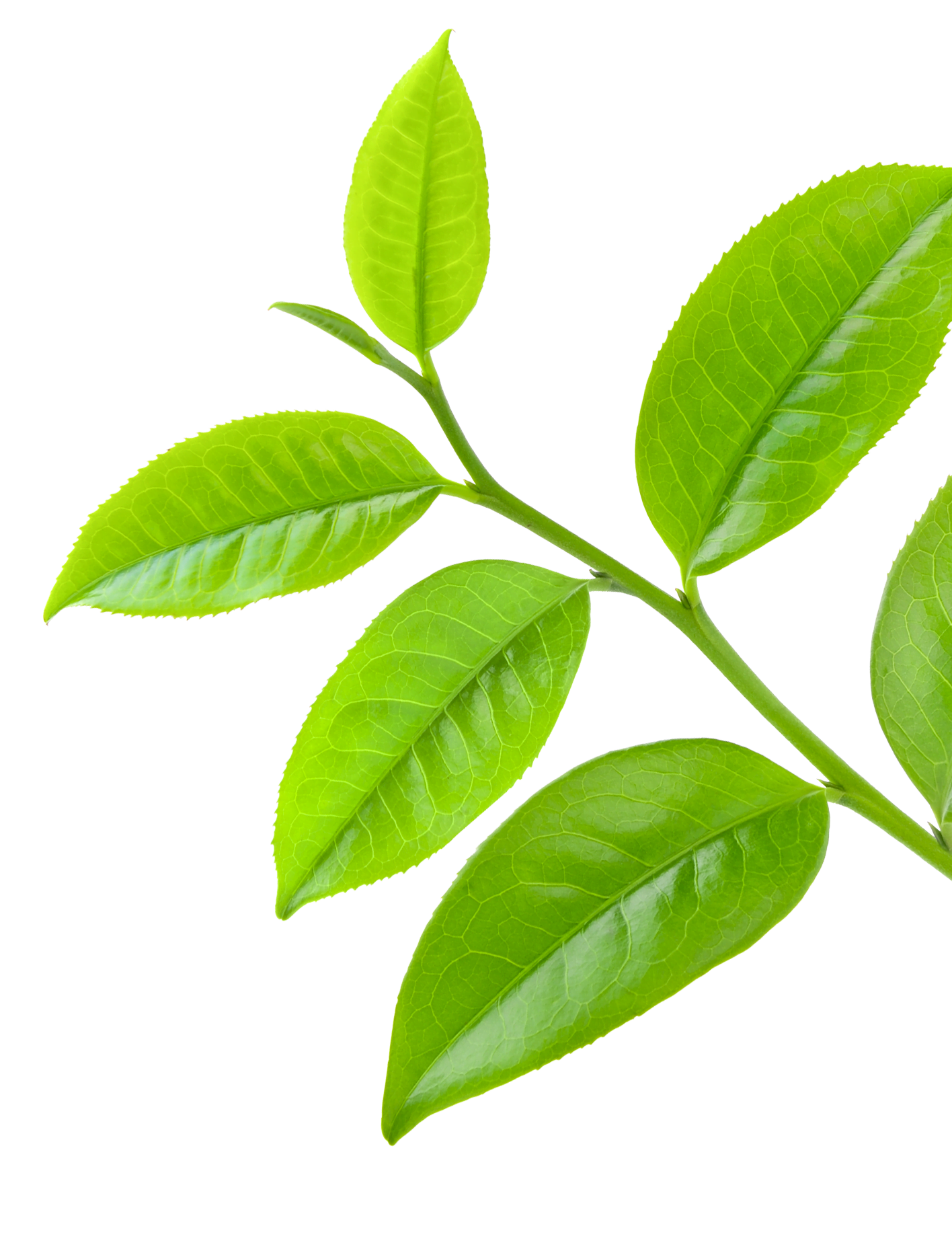 Newleaf